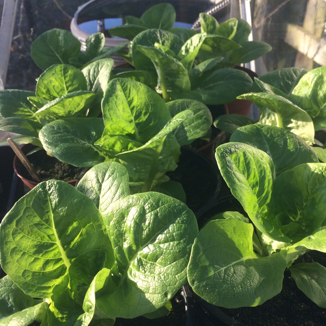 Lactuca sativa Winter Gem in the GardenTags plant encyclopedia Lettuce Winter Gem in the GardenTags plant encyclopedia