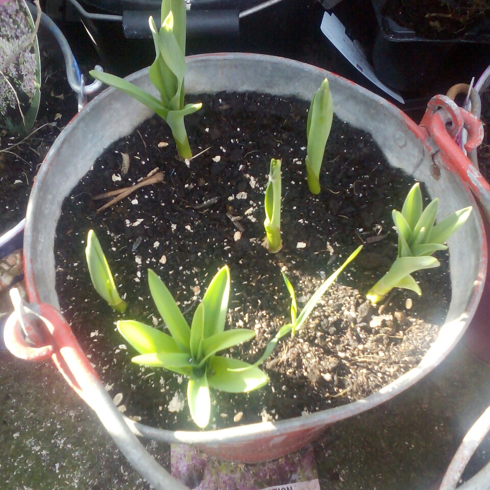 Allium Miami in the GardenTags plant encyclopedia Allium Miami in the GardenTags plant encyclopedia