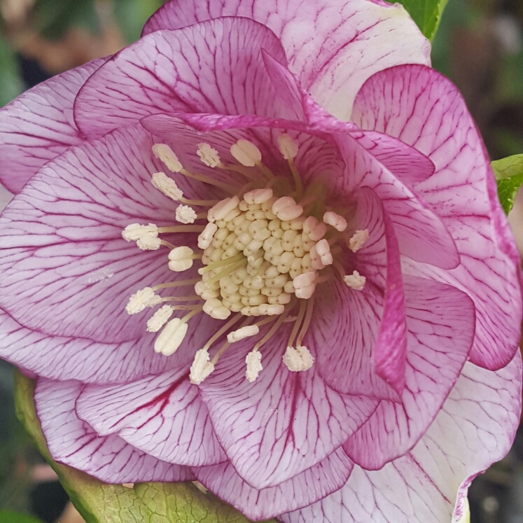 Helleborus x hybridus Hlr 210 (Spring Promise Series) syn. Helleborus x hybridus SP Lily in the GardenTags plant encyclopedia Hellebore SP Lily in the GardenTags plant encyclopedia