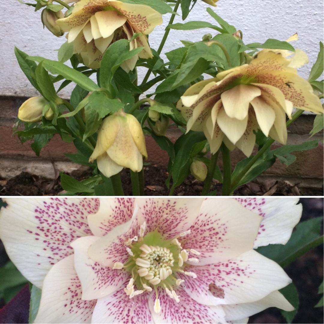 Helleborus x hybridus Harvington Double Yellow Speckled in the GardenTags plant encyclopedia Hellebore Harvington Double Yellow Speckled in the GardenTags plant encyclopedia