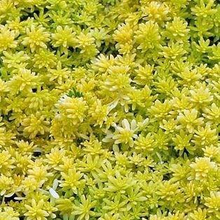 Tokyo Sun Stonecrop in the GardenTags plant encyclopedia