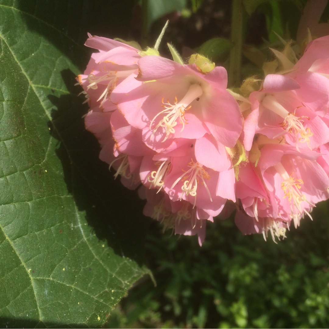 Dombeya burgessiae in the GardenTags plant encyclopedia Wedding Flower in the GardenTags plant encyclopedia