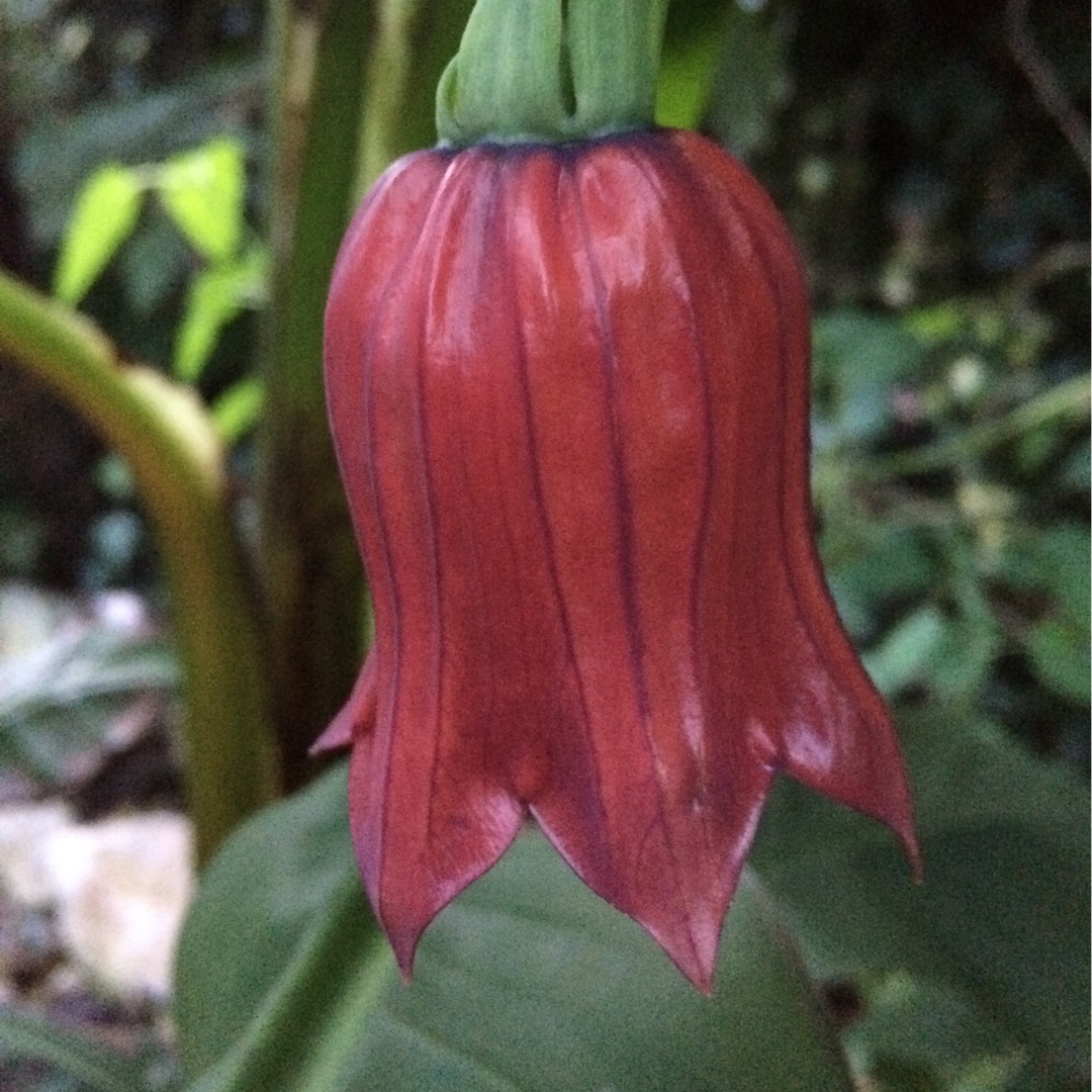 Canarina canariense in the GardenTags plant encyclopedia Canary Bellflower in the GardenTags plant encyclopedia