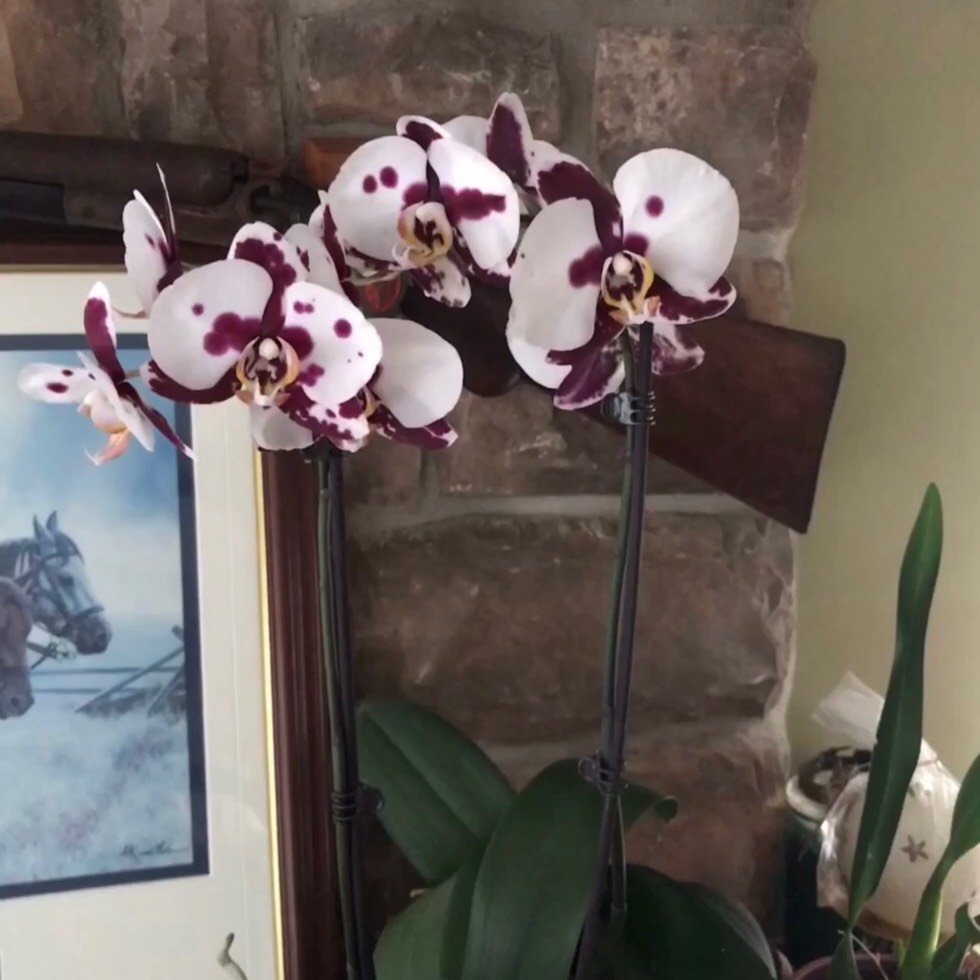 Phalaenopsis Samba Dalmata in the GardenTags plant encyclopedia Moth Orchid Samba Dalmata in the GardenTags plant encyclopedia