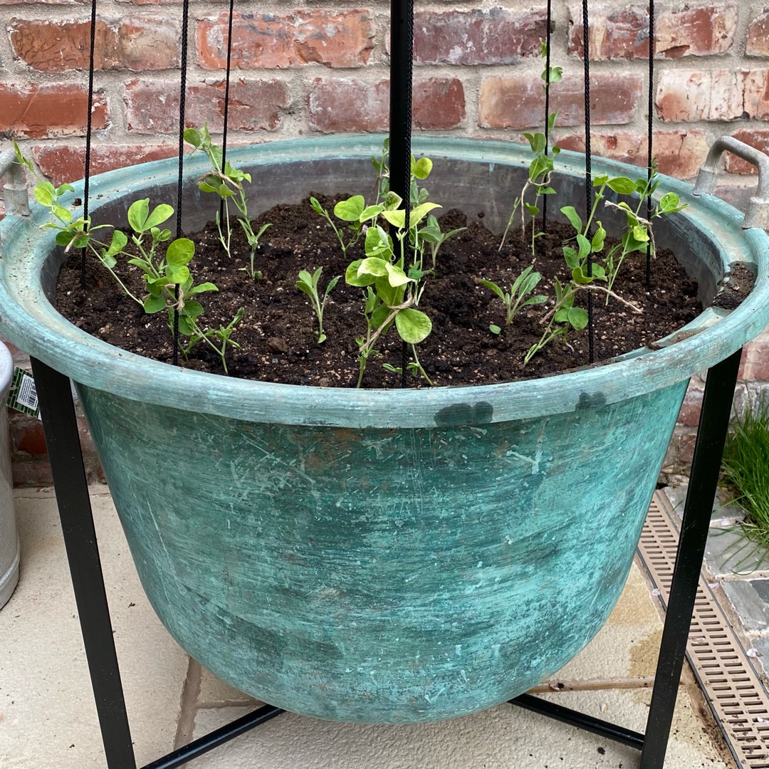 Lathyrus Odoratus Memorial Flight in the GardenTags plant encyclopedia Sweet Pea Memorial Flight in the GardenTags plant encyclopedia