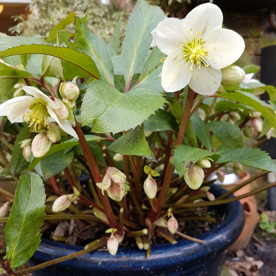 Helleborus x ballardiae Candy Love in the GardenTags plant encyclopedia Hellebore Candy Love in the GardenTags plant encyclopedia