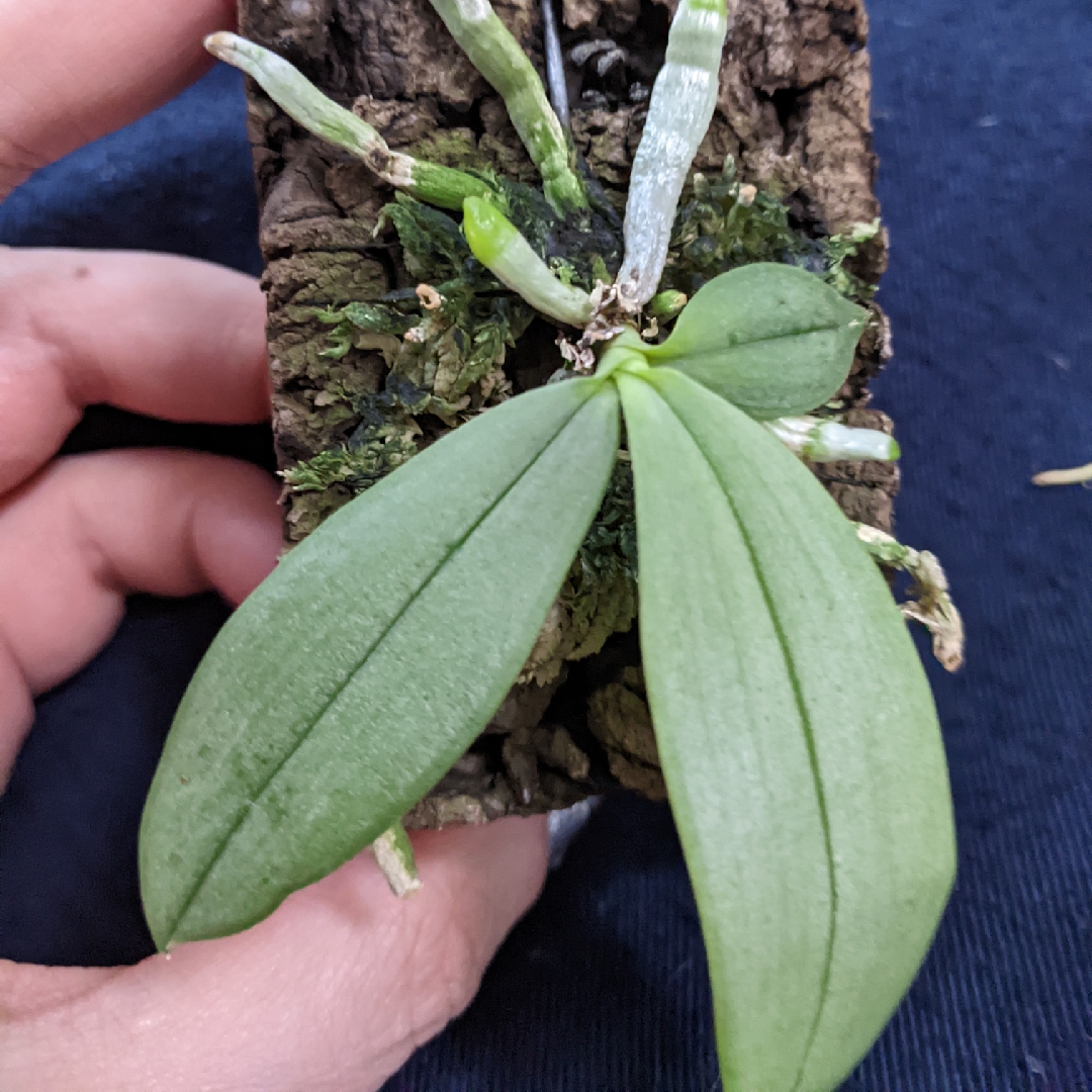 Phalaenopsis parishii in the GardenTags plant encyclopedia Parishs Phalaenopsis in the GardenTags plant encyclopedia