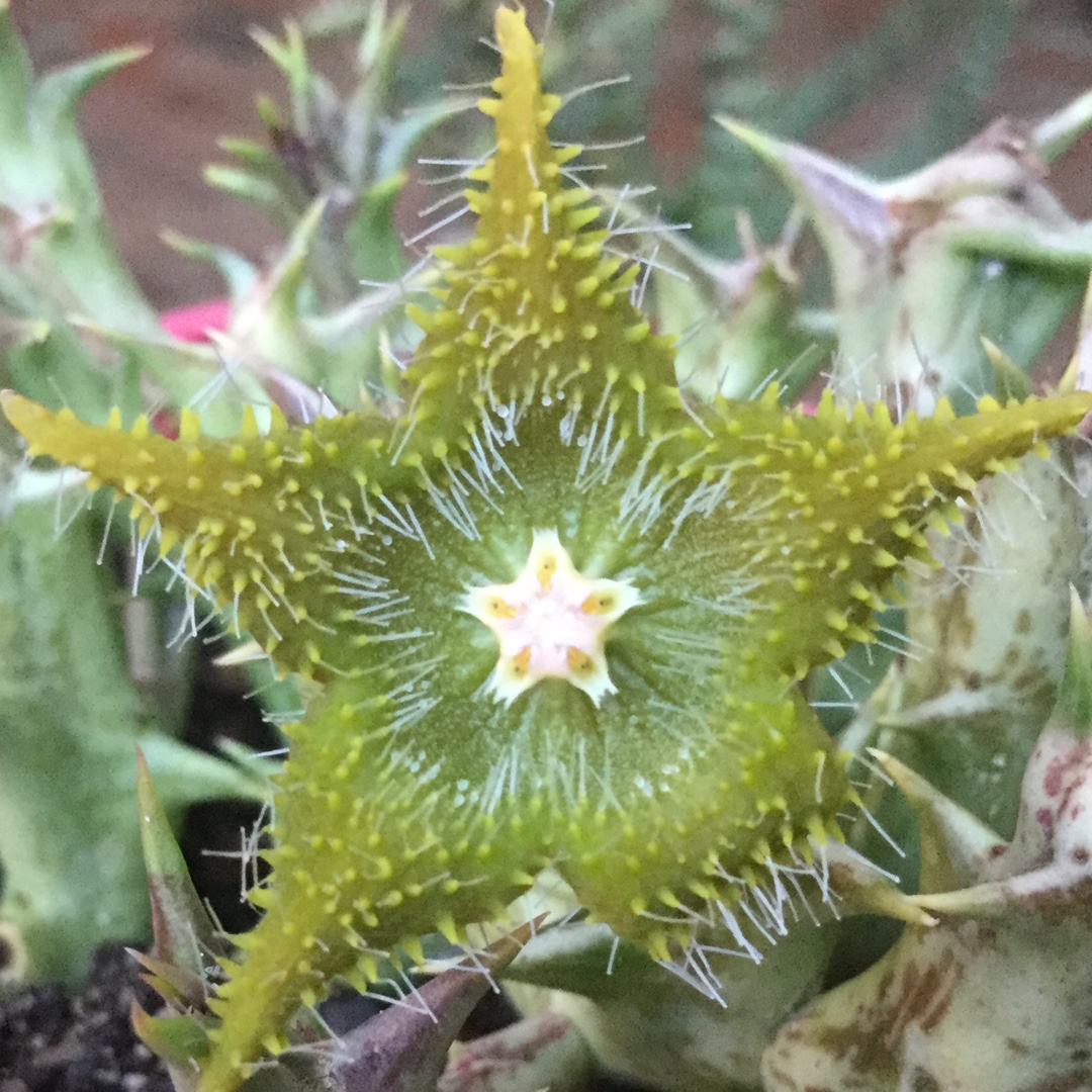 Stapelia dummeri in the GardenTags plant encyclopedia