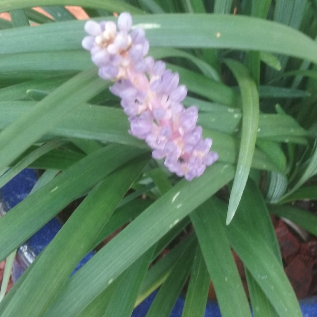 Liriope muscari Super Blue in the GardenTags plant encyclopedia Lilyturf Super Blue in the GardenTags plant encyclopedia
