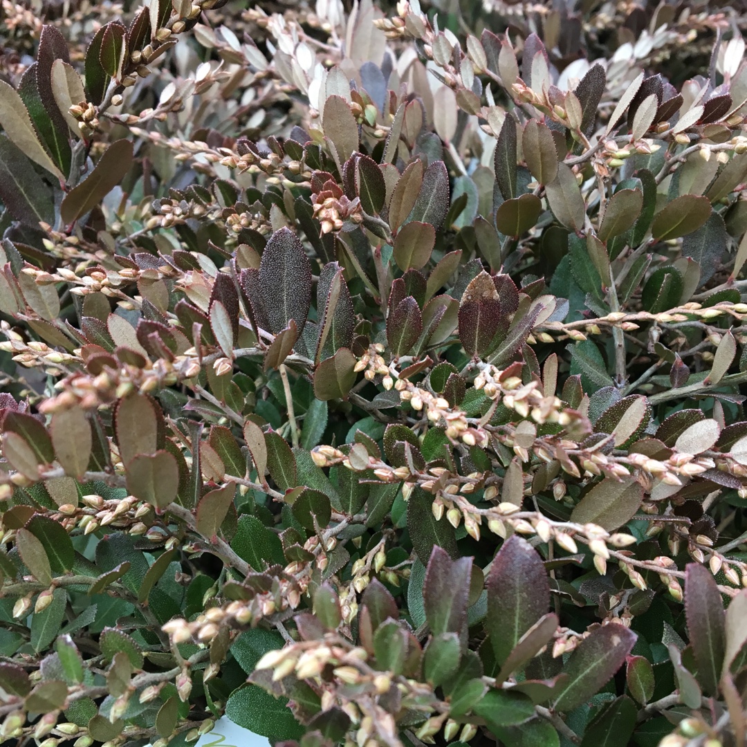 Chamaedaphne calyculata White bells in the GardenTags plant encyclopedia Leatherleaf in the GardenTags plant encyclopedia