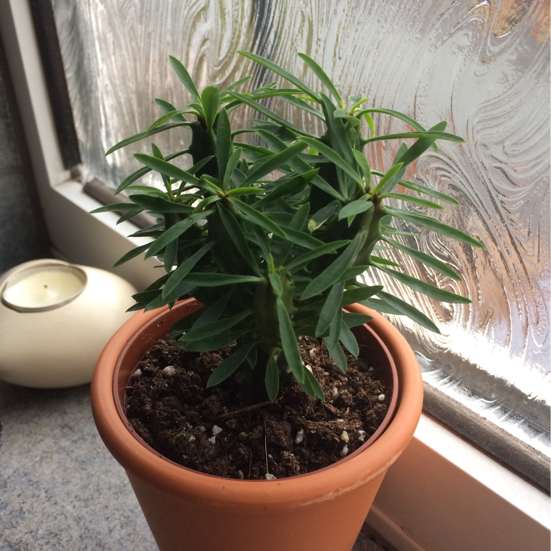 Euphorbia Loricata in the GardenTags plant encyclopedia Euphorbia Loricata in the GardenTags plant encyclopedia
