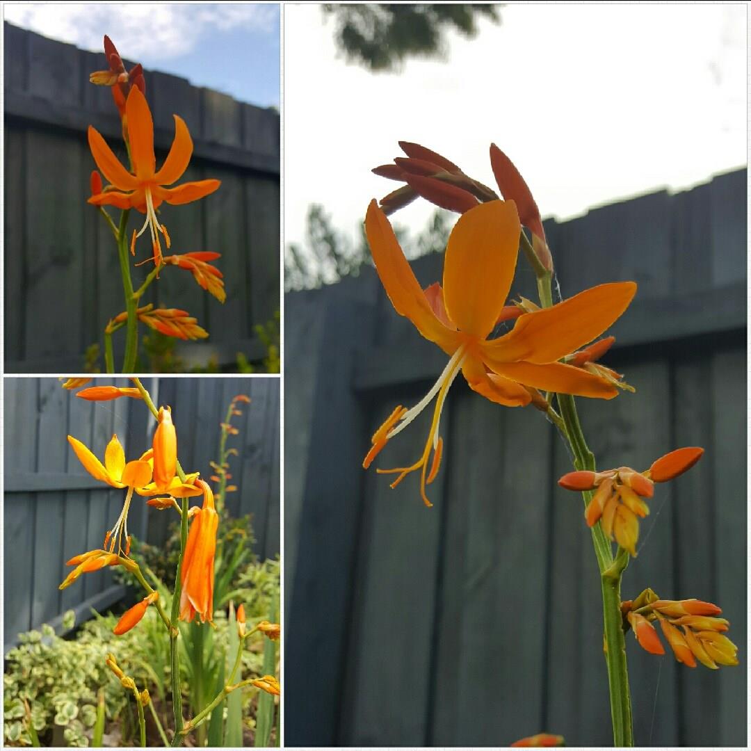 Crocosmia x crocosmioides Castle Ward Late in the GardenTags plant encyclopedia Montbretia Castle Ward Late in the GardenTags plant encyclopedia