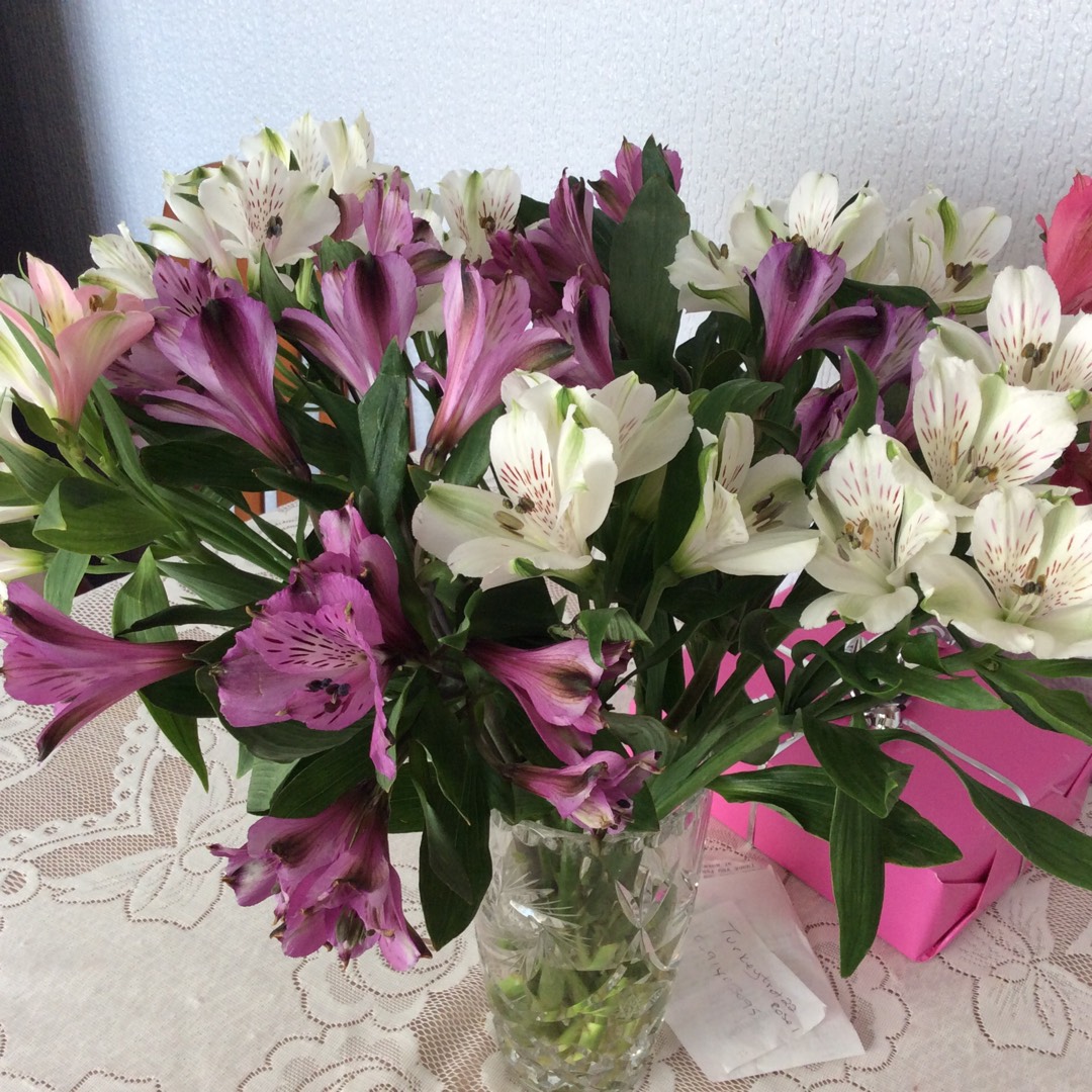 Alstroemeria Zaprinous (Princess Series syn. Alstroemeria Princess Anouska in the GardenTags plant encyclopedia Peruvian Lily Princess Anouska in the GardenTags plant encyclopedia