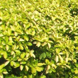Ficus Panda in the GardenTags plant encyclopedia Ficus Panda in the GardenTags plant encyclopedia