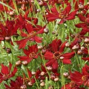 Coreopsis tinctoria Mahogany Midget in the GardenTags plant encyclopedia Golden tickseed in the GardenTags plant encyclopedia
