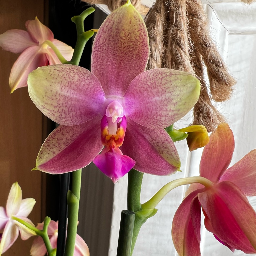 Phalaenopsis Liodoro in the GardenTags plant encyclopedia Moth Orchid Liodoro in the GardenTags plant encyclopedia