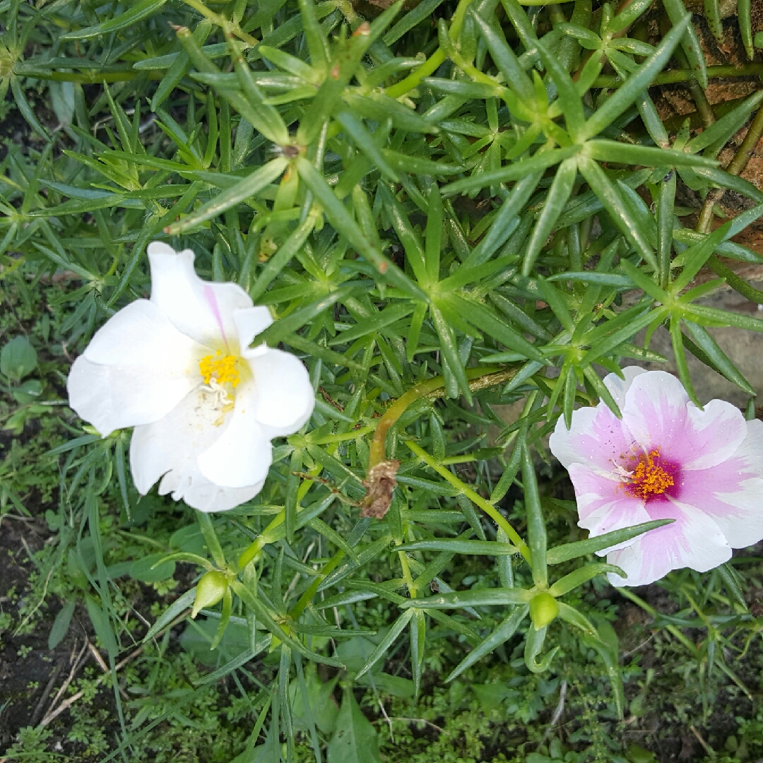 Moss Rose Samba Pink Bicolor in the GardenTags plant encyclopedia