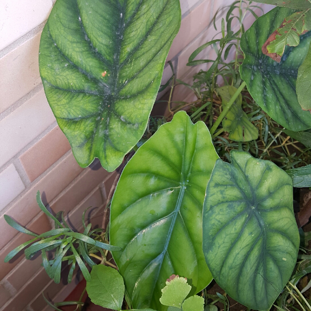 Alocasia clypeolata syn. Alocasia Green Shield, Alocasia clypeolata Green Shield in the GardenTags plant encyclopedia Green Shield Alocasia in the GardenTags plant encyclopedia