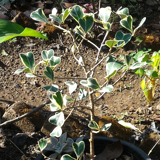 Ficus Triangularis Variegata in the GardenTags plant encyclopedia