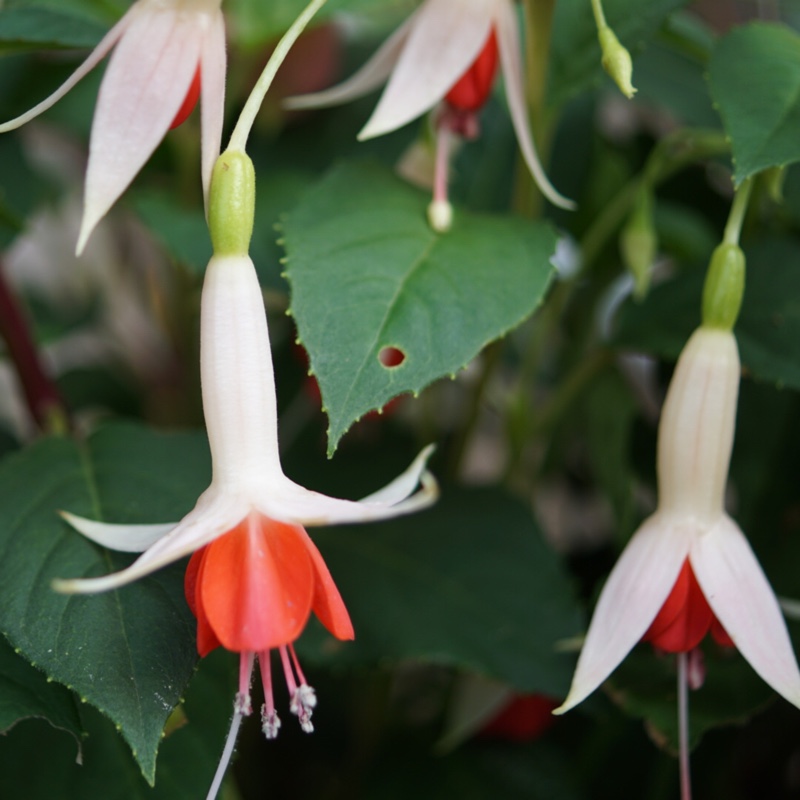 Fuchsia Lyes Unique in the GardenTags plant encyclopedia Fuchsia Lyes Unique in the GardenTags plant encyclopedia