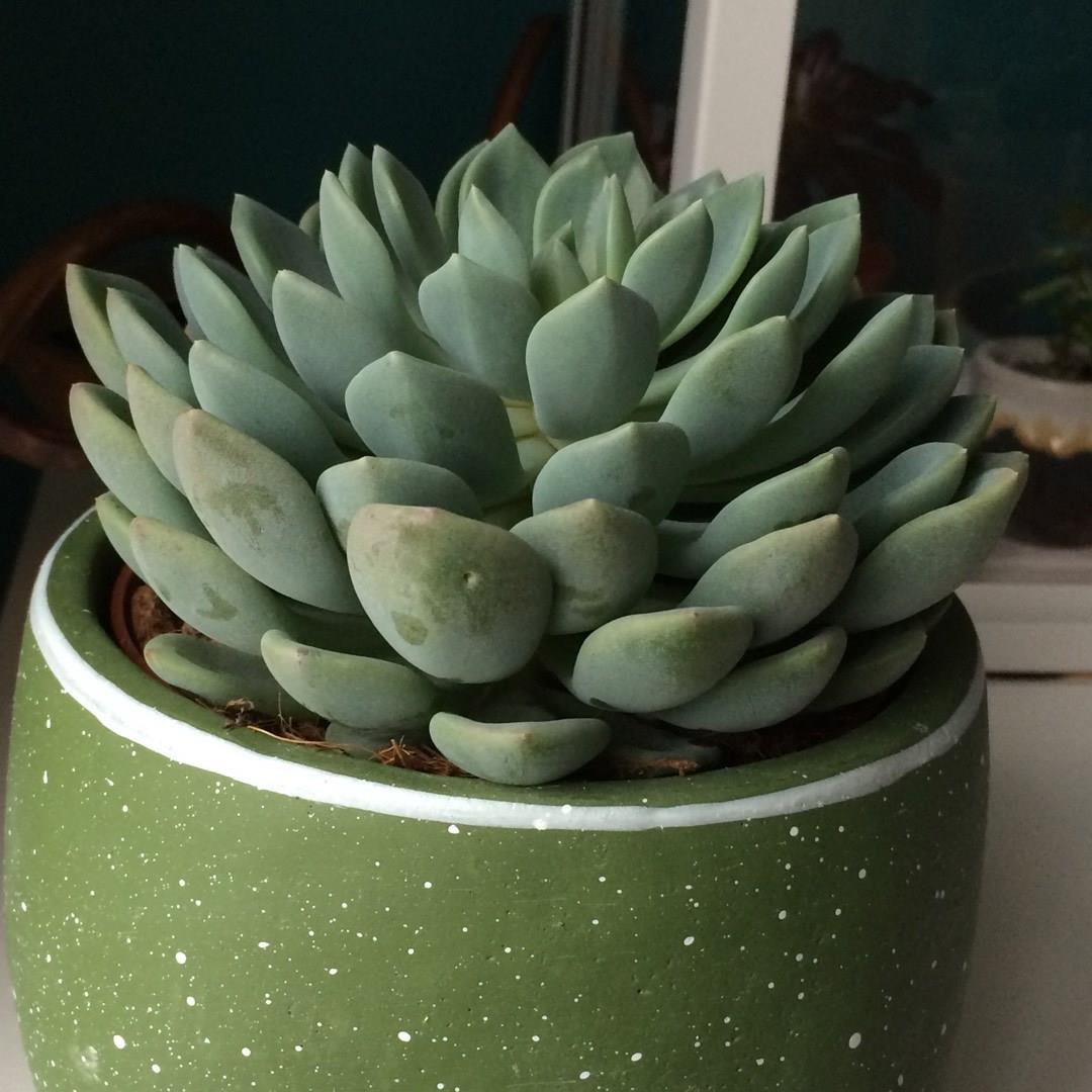 Sedeveria Blue Elf in the GardenTags plant encyclopedia