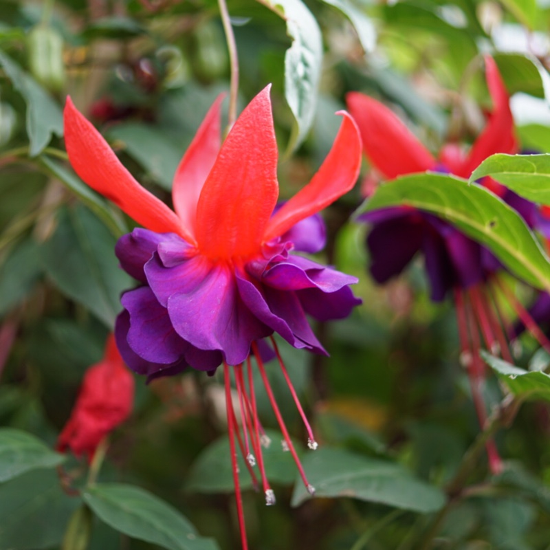 Fuchsia Voodoo in the GardenTags plant encyclopedia Fuchsia Voodoo in the GardenTags plant encyclopedia