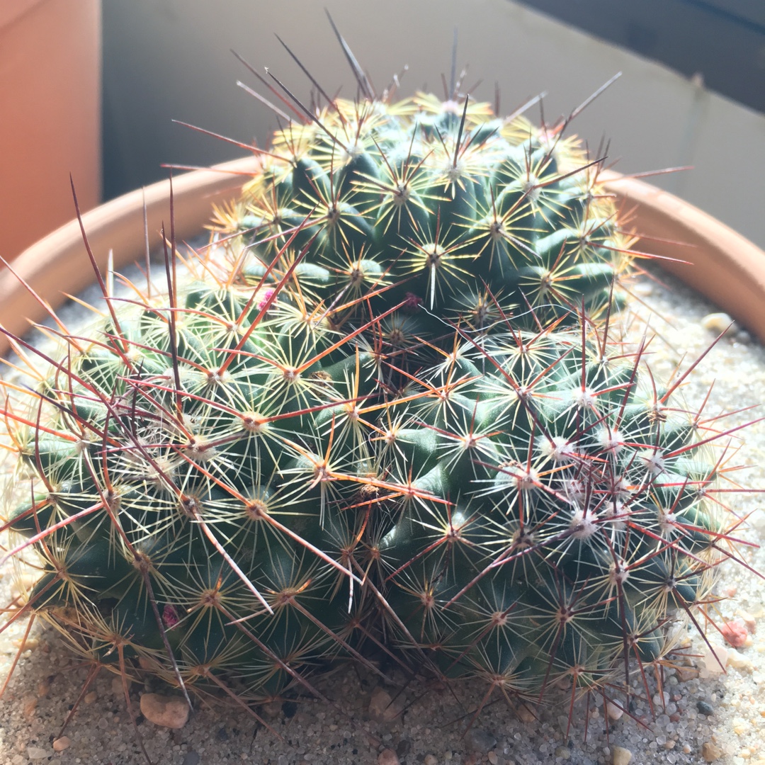 Mammillaria discolor syn. Neomammillaria discolor in the GardenTags plant encyclopedia Mammillaria discolor in the GardenTags plant encyclopedia