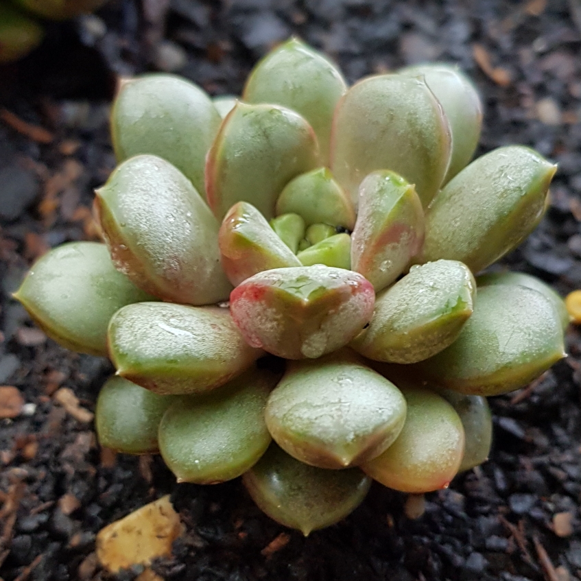 xGraptoveria Amethorum, Graptoveria 'Amethorum' in GardenTags plant ...