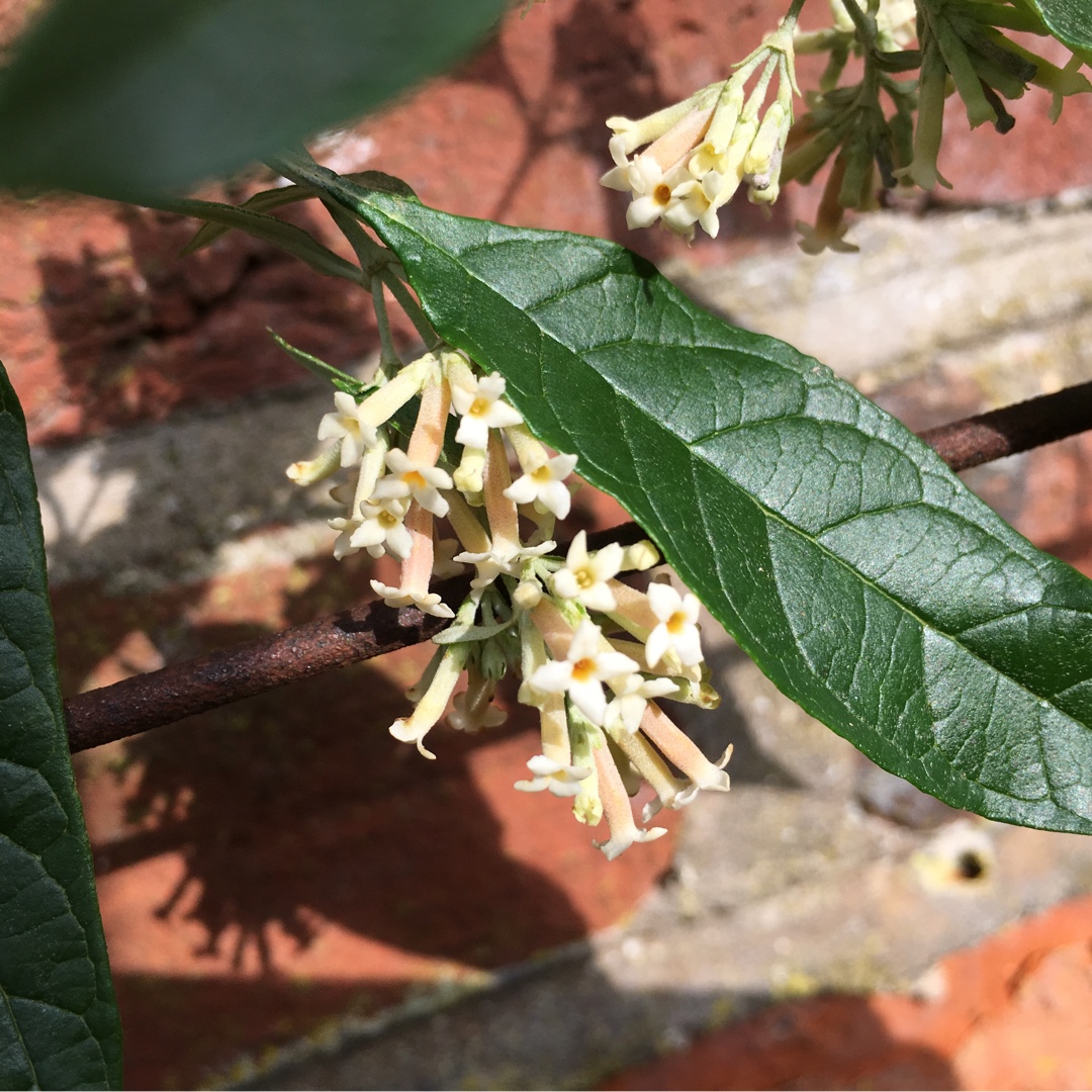Buddleja auriculata in the GardenTags plant encyclopedia Weeping Sage Butterfly Bush in the GardenTags plant encyclopedia