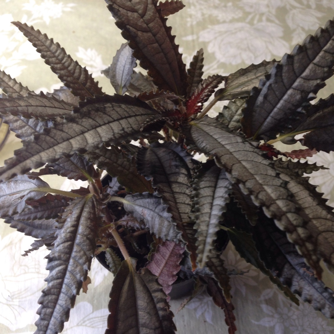Friendship Plant Dark Mystery in the GardenTags plant encyclopedia