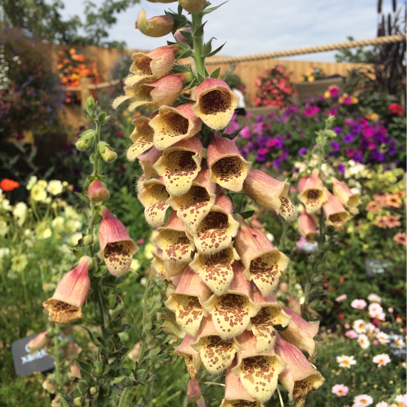 Digitalis x hybrida Polkadot Petra in the GardenTags plant encyclopedia Foxglove Polkadot Petra in the GardenTags plant encyclopedia