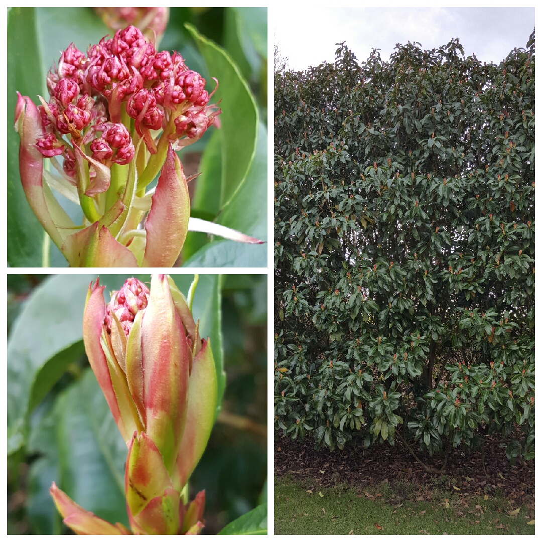 Photinia serratifolia in the GardenTags plant encyclopedia Taiwanese Photinia in the GardenTags plant encyclopedia