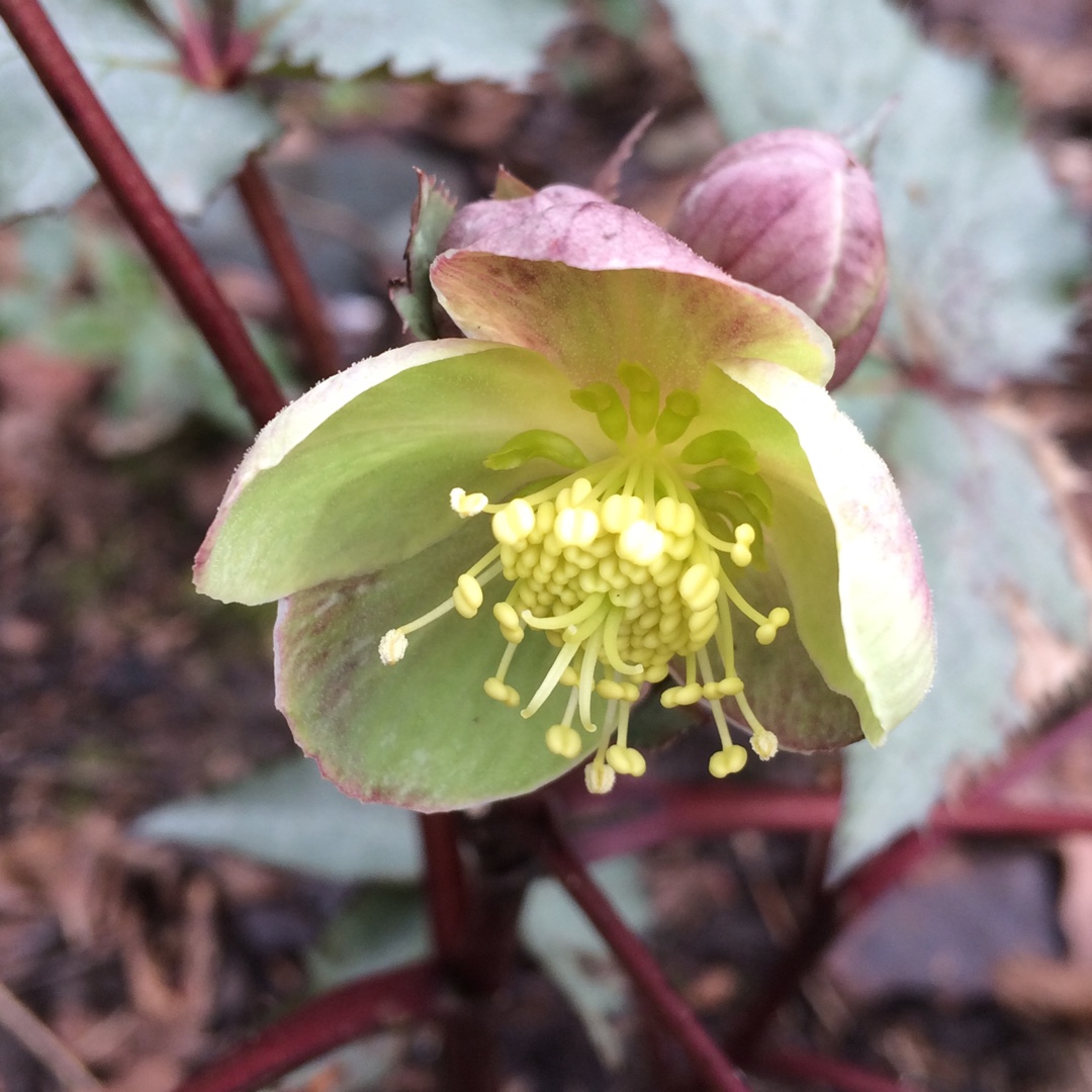 Helleborus lividus Silver And Rose in the GardenTags plant encyclopedia Hellebore Silver And Rose in the GardenTags plant encyclopedia