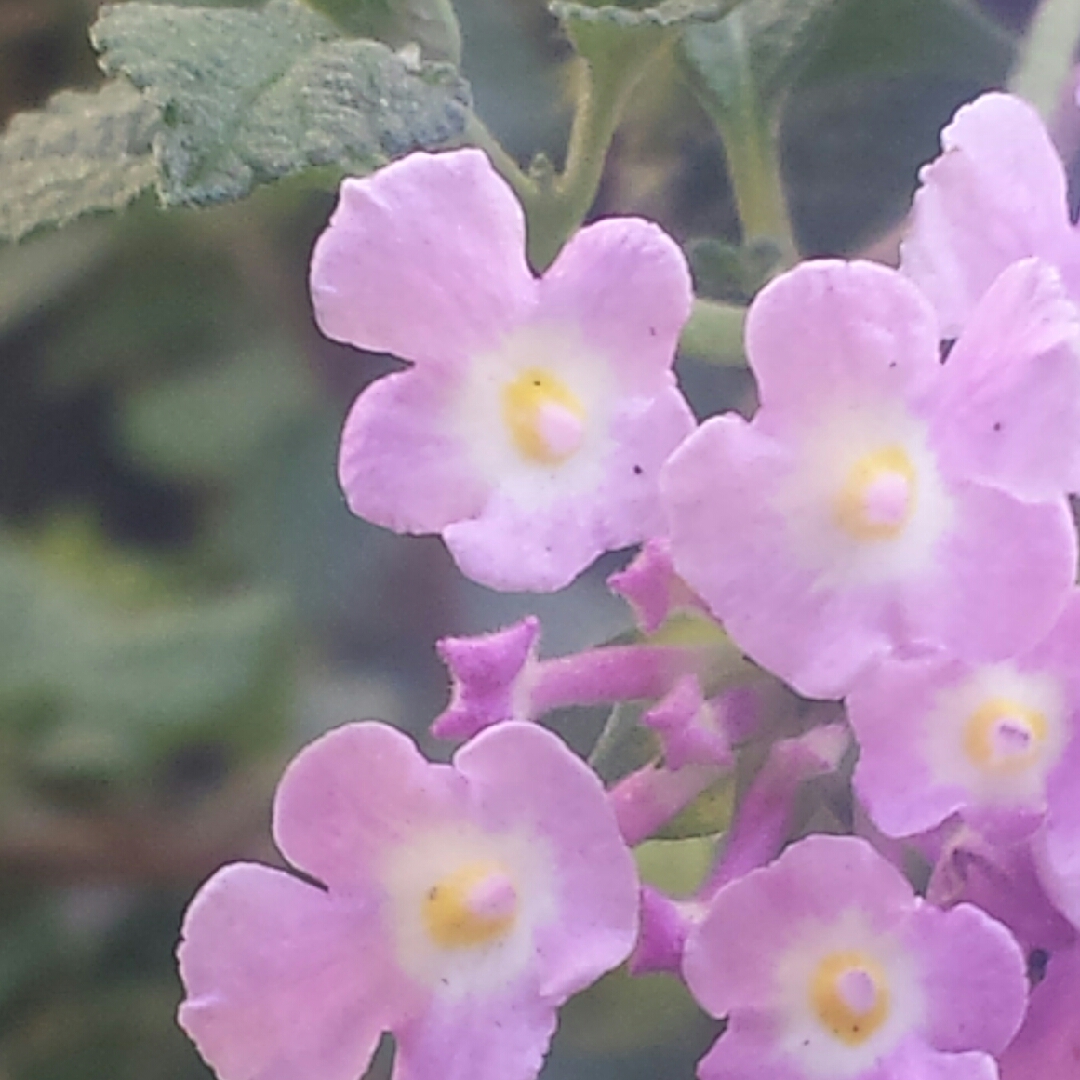 Lantana Montevidensis in the GardenTags plant encyclopedia Trailing Lantana in the GardenTags plant encyclopedia