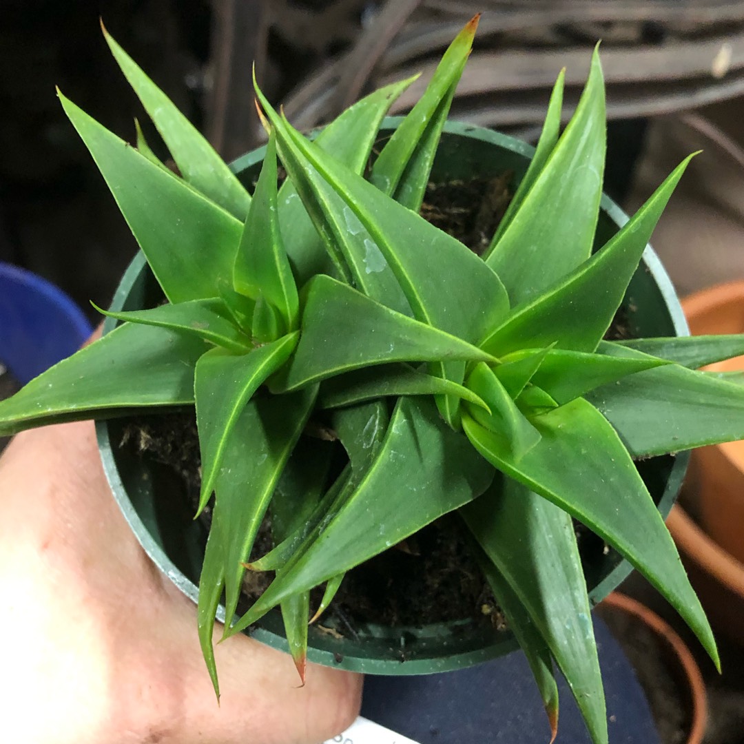 Aloe Green Pagoda Spiral in the GardenTags plant encyclopedia Spiral Aloe in the GardenTags plant encyclopedia
