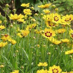 Coreopsis lanceolata Sterntaler in the GardenTags plant encyclopedia Lanceleaf tickseed in the GardenTags plant encyclopedia
