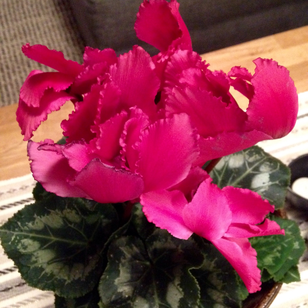Cyclamen Super Serie Mammoth Dark Violet (Super Mammoth Series) in the GardenTags plant encyclopedia Florists Cyclamen Super Serie Mammoth Dark Violet in the GardenTags plant encyclopedia