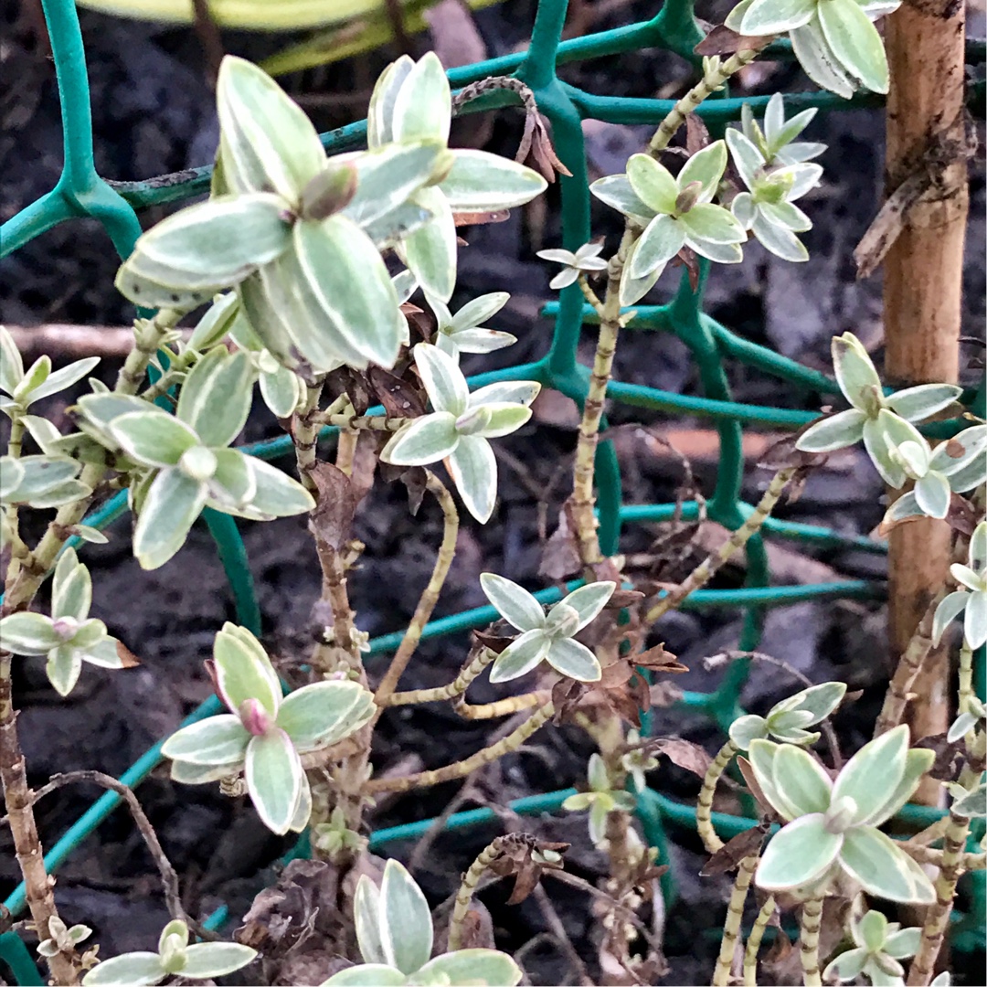 Shrubby Veronica Silver Dollar in the GardenTags plant encyclopedia