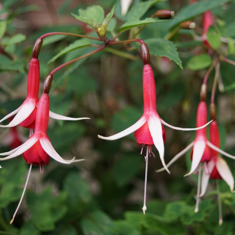Fuchsia Checker Board in the GardenTags plant encyclopedia Fuchsia Checker Board in the GardenTags plant encyclopedia