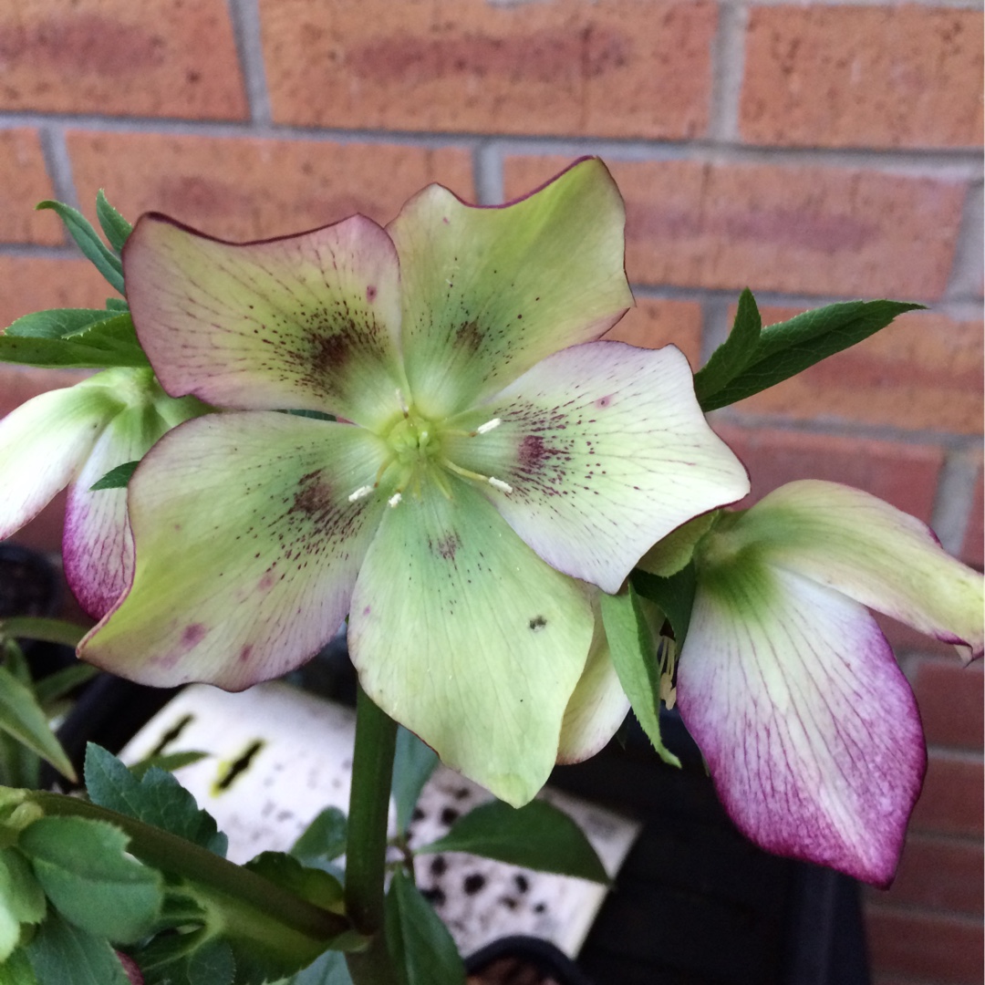 Helleborus x hybridus Ciderhouse Strain in the GardenTags plant encyclopedia Hellebore Ciderhouse Strain in the GardenTags plant encyclopedia
