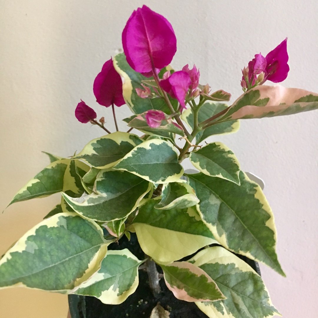 Bougainvillea Vera Variegata in the GardenTags plant encyclopedia Bougainvillea Vera Variegata in the GardenTags plant encyclopedia