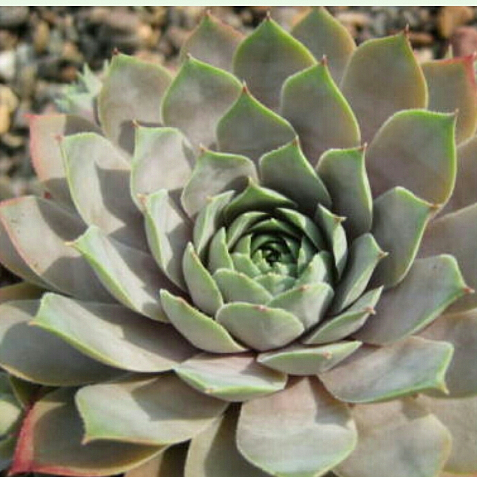 Sempervivum Bluetime in the GardenTags plant encyclopedia Sempervivum Bluetime in the GardenTags plant encyclopedia