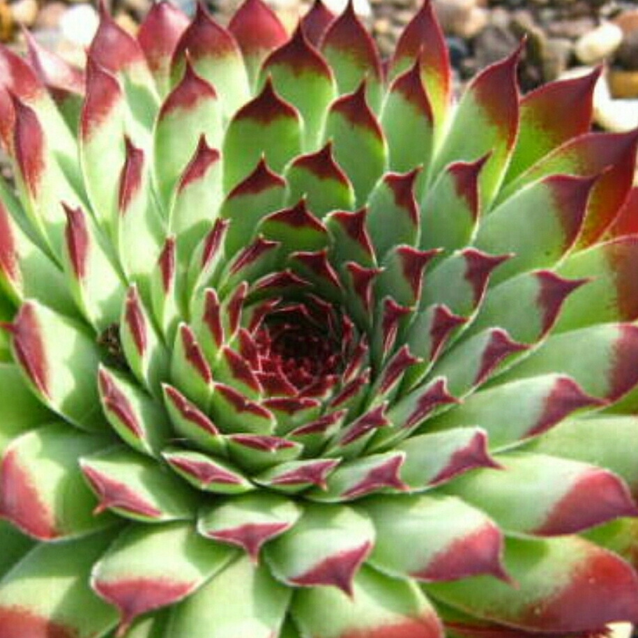 Sempervivum Calcareum Extra in the GardenTags plant encyclopedia Sempervivum Calcareum Extra in the GardenTags plant encyclopedia