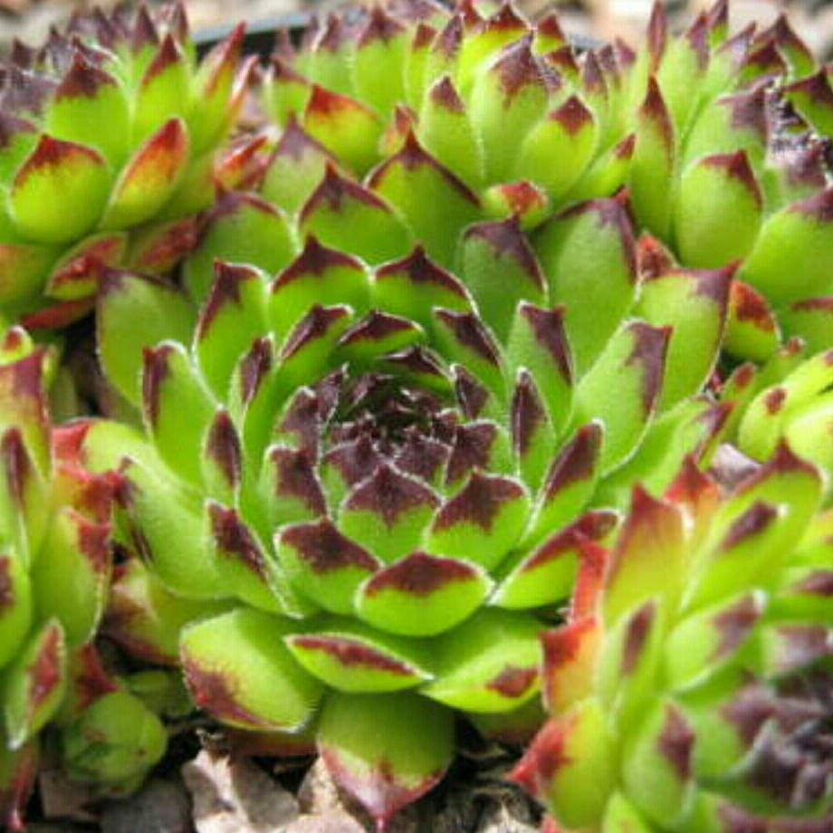 Sempervivum Reinhardt in the GardenTags plant encyclopedia Sempervivum Reinhardt in the GardenTags plant encyclopedia