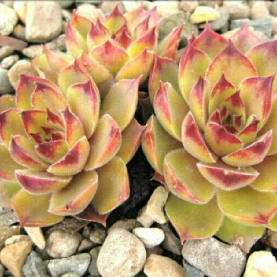 Sempervivum Tederheid in the GardenTags plant encyclopedia Sempervivum Tederheid in the GardenTags plant encyclopedia