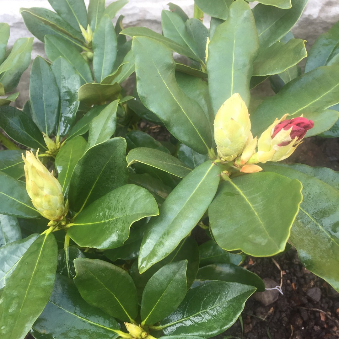 Rhododendron Eucharitis in the GardenTags plant encyclopedia Rhododendron Hybrid Eucharitis in the GardenTags plant encyclopedia
