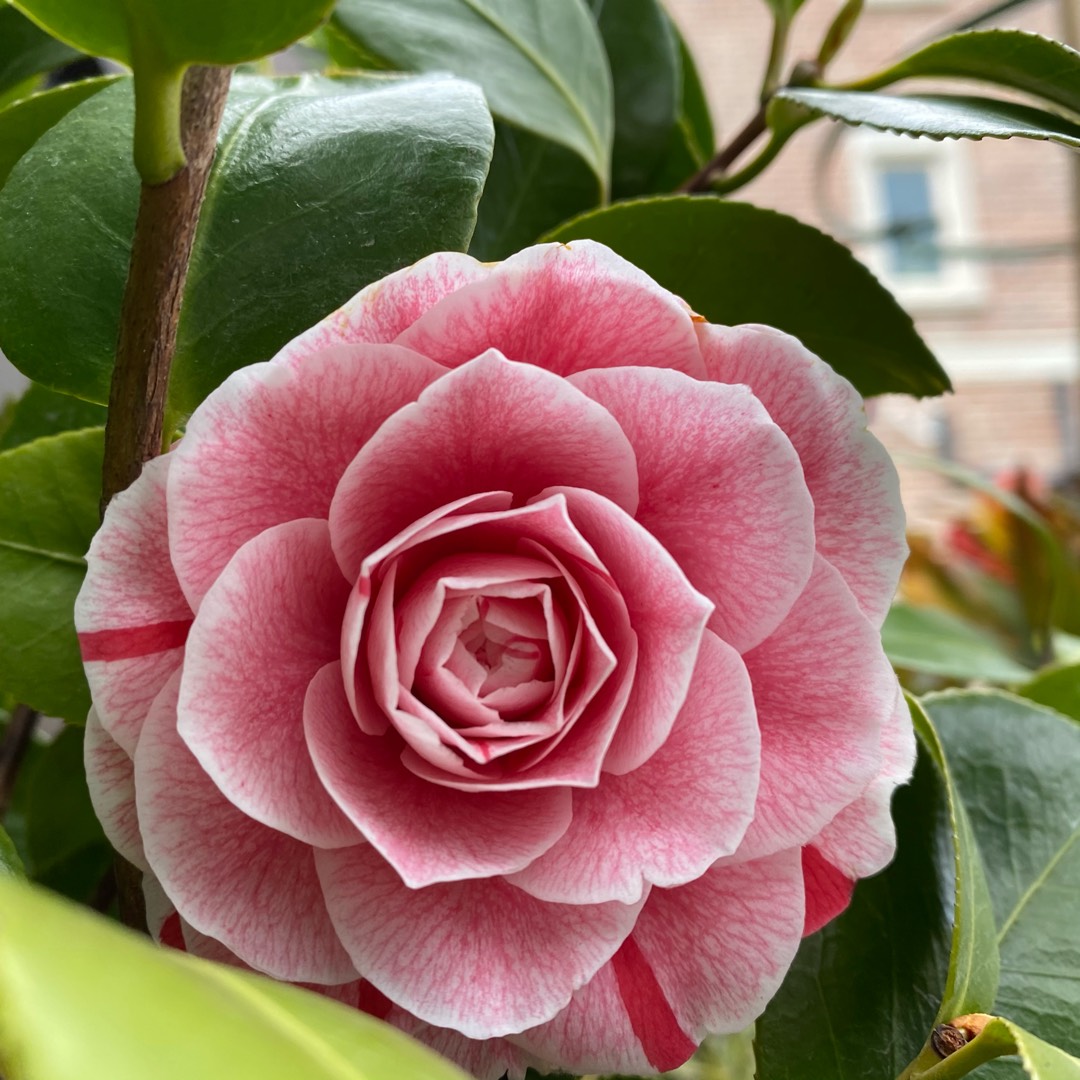Camellia japonica Bonomiana in the GardenTags plant encyclopedia Camellia Bonomiana in the GardenTags plant encyclopedia