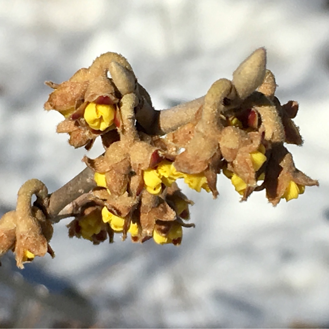 Hamamelis x intermedia Barmstedt Gold in the GardenTags plant encyclopedia Witch Hazel Barmstedt Gold in the GardenTags plant encyclopedia