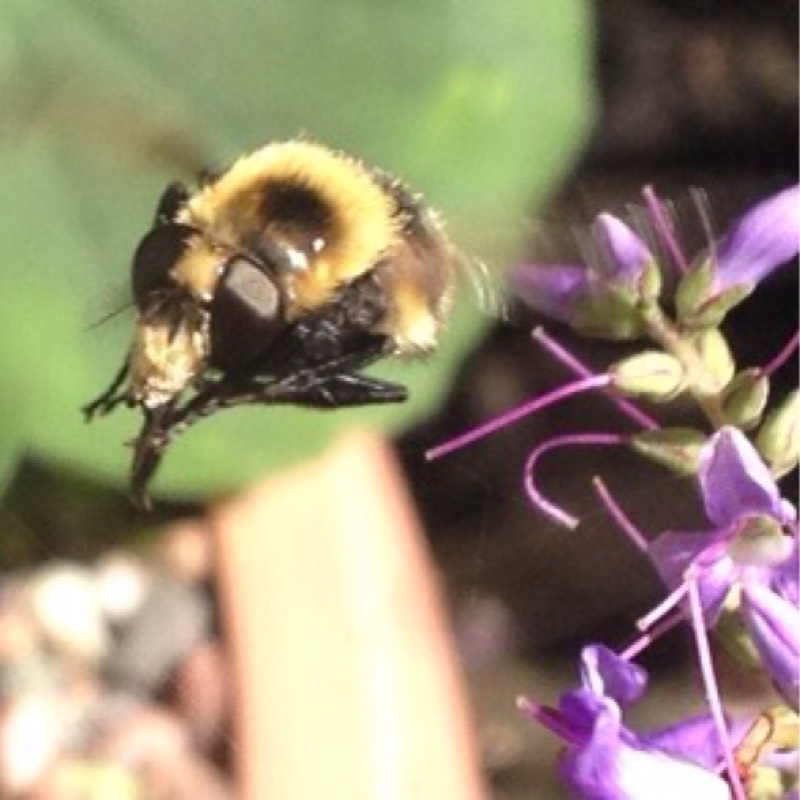 Hebe Golden Pixie in the GardenTags plant encyclopedia Shrubby Veronica Golden Pixie in the GardenTags plant encyclopedia