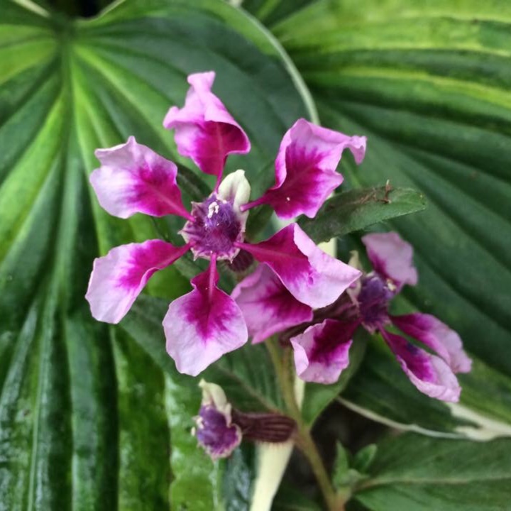 Cuphea llavea Vienco Lavender in the GardenTags plant encyclopedia Bat Faced Cuphea Vienco Lavender in the GardenTags plant encyclopedia